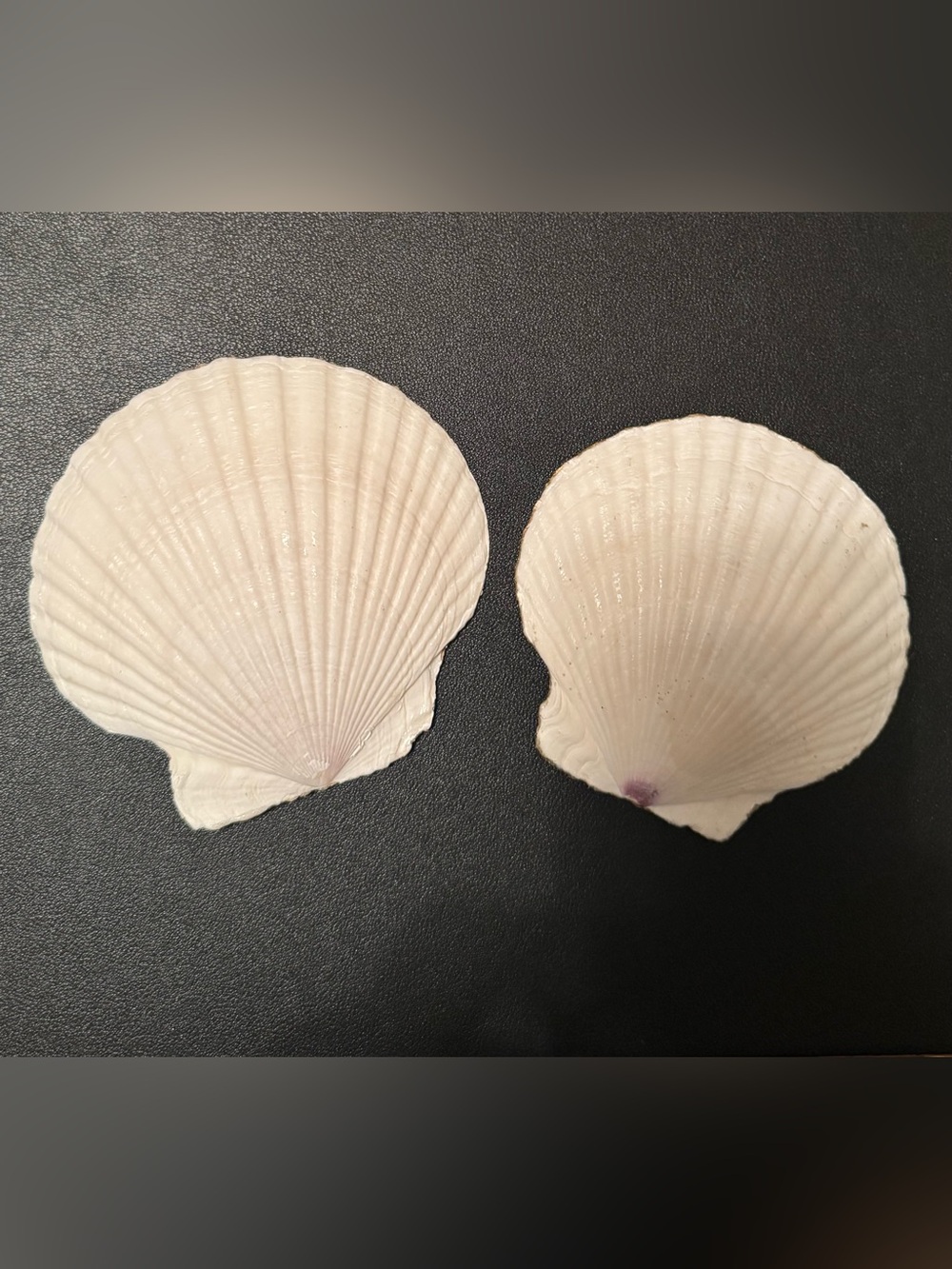 Painted Shells - Picture 4 of 7